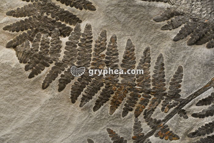 Fronde de fougère fossilisée - gryphea.org